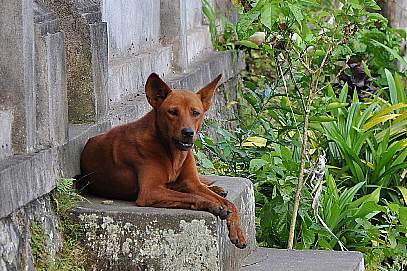 Bali Dog