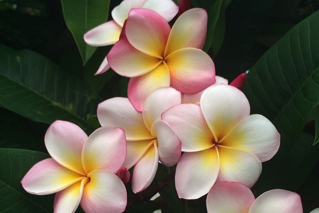 frangipani bali