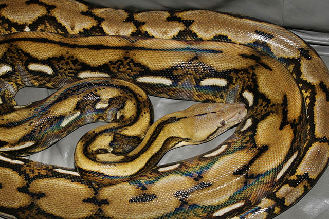 reticulated python largest snake