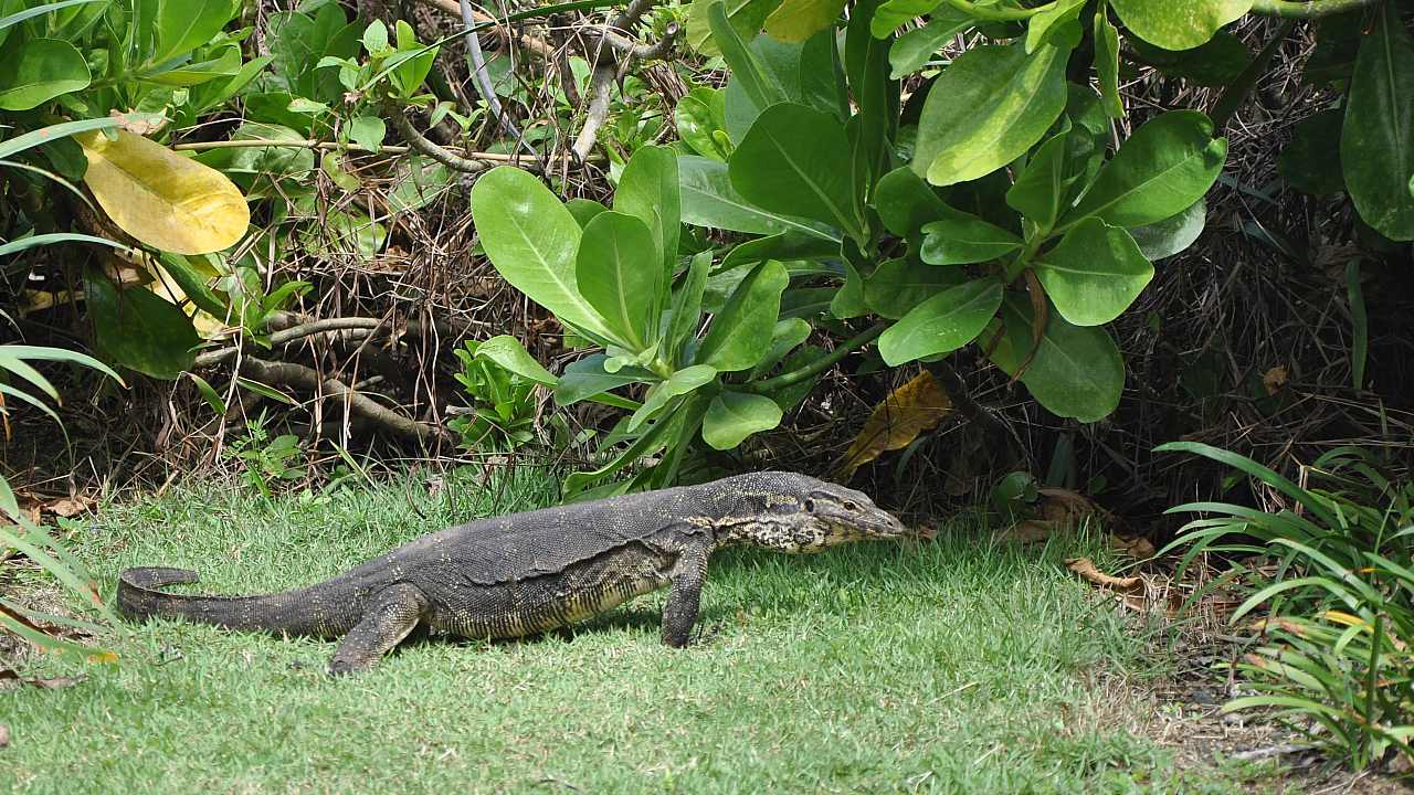 monitor lizard not a komodo dragon
