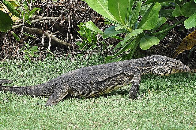 monitor lizard bali