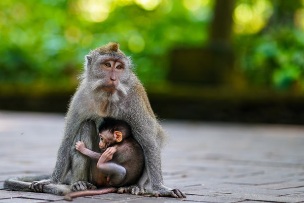 Mama monkey and her kid in Ubud Forest