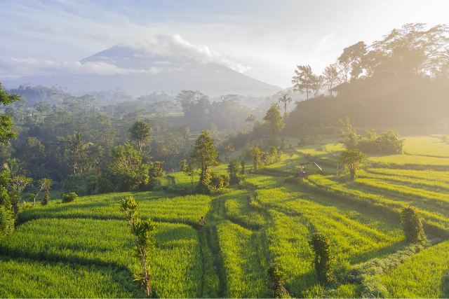 sidemen rice terraces