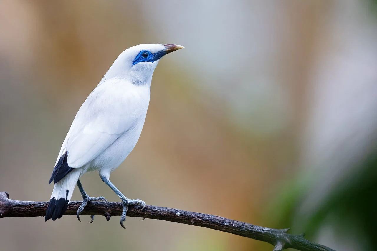Bali Starling Mynah