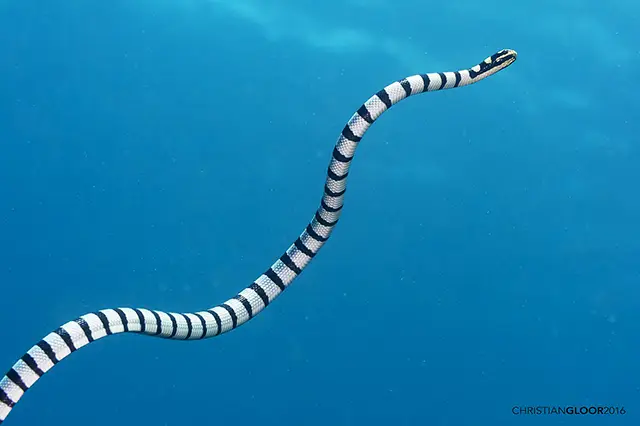 banded sea krait black white stripes blueish