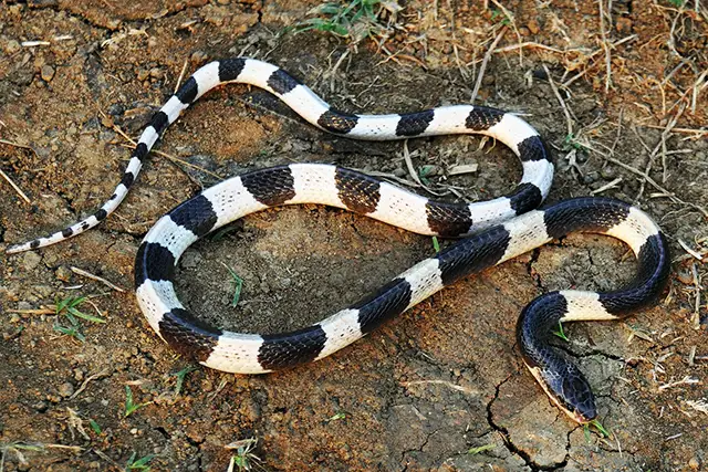 blue krait white striped snake bali