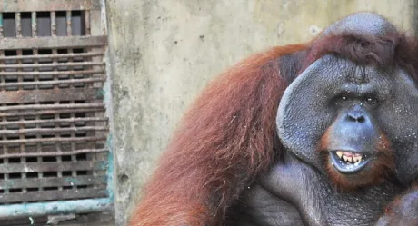 orang utan bali zoo animal welfare