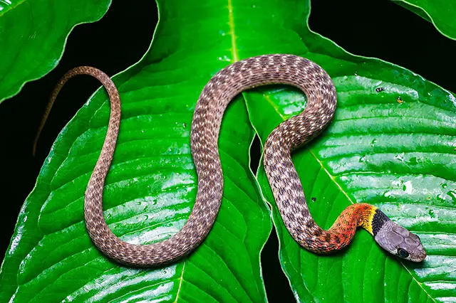 red necked keelback snake bali