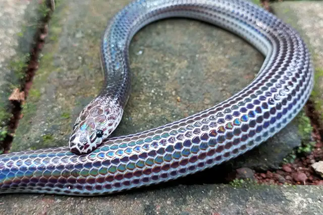 ular pelangi (rainbow snake) or subeam snake