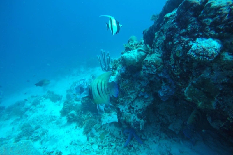 Sunrise Dive Bali Lovina