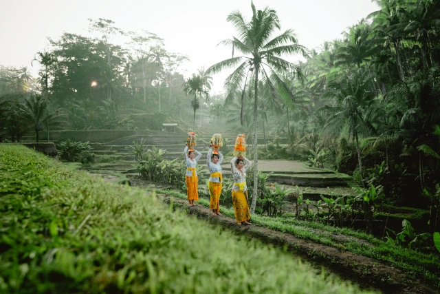 sawah di bali