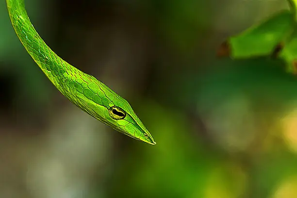green thin snake in bali vine snake