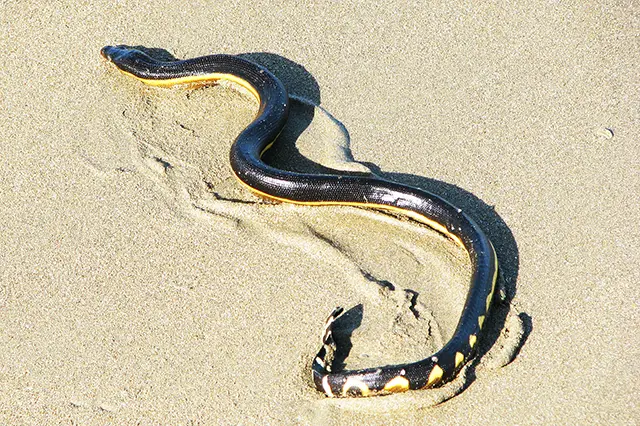 wikimedia yellow bellied sea snake